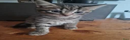 Mixed Breed cats for sale: Kittens - Advert 9