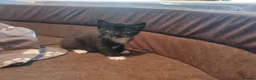 Mixed Breed cats for sale: Adorable kittens are looking for lovely home  - Advert 29