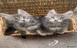 Maine Coon cats for sale: Pedigree Maine Coon Kittens Champion-Giant Russian - Image 2