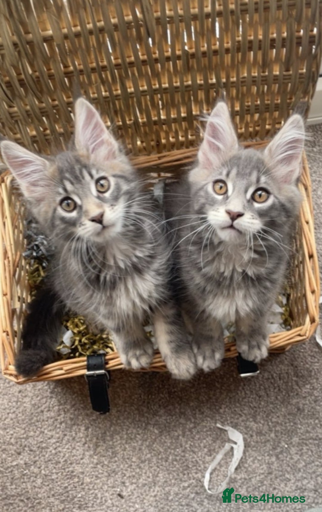 Maine Coon cats for sale: Pedigree Maine Coon Kittens Champion-Giant Russian - Image 2