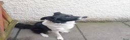 Border Collie dogs for sale: Loveable Border collie puppies - Advert 7