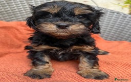 Shihpoo dogs for sale: Fluffy ShihPoo puppies - Image 17