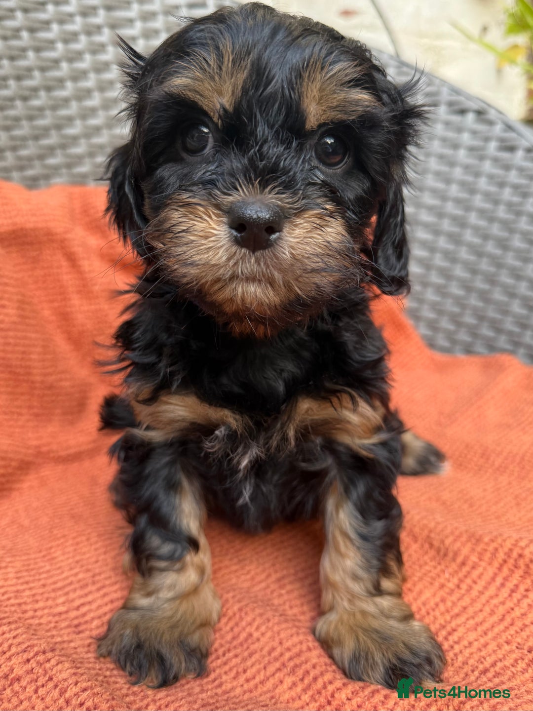 Shihpoo dogs for sale: Fluffy ShihPoo puppies - Image 17