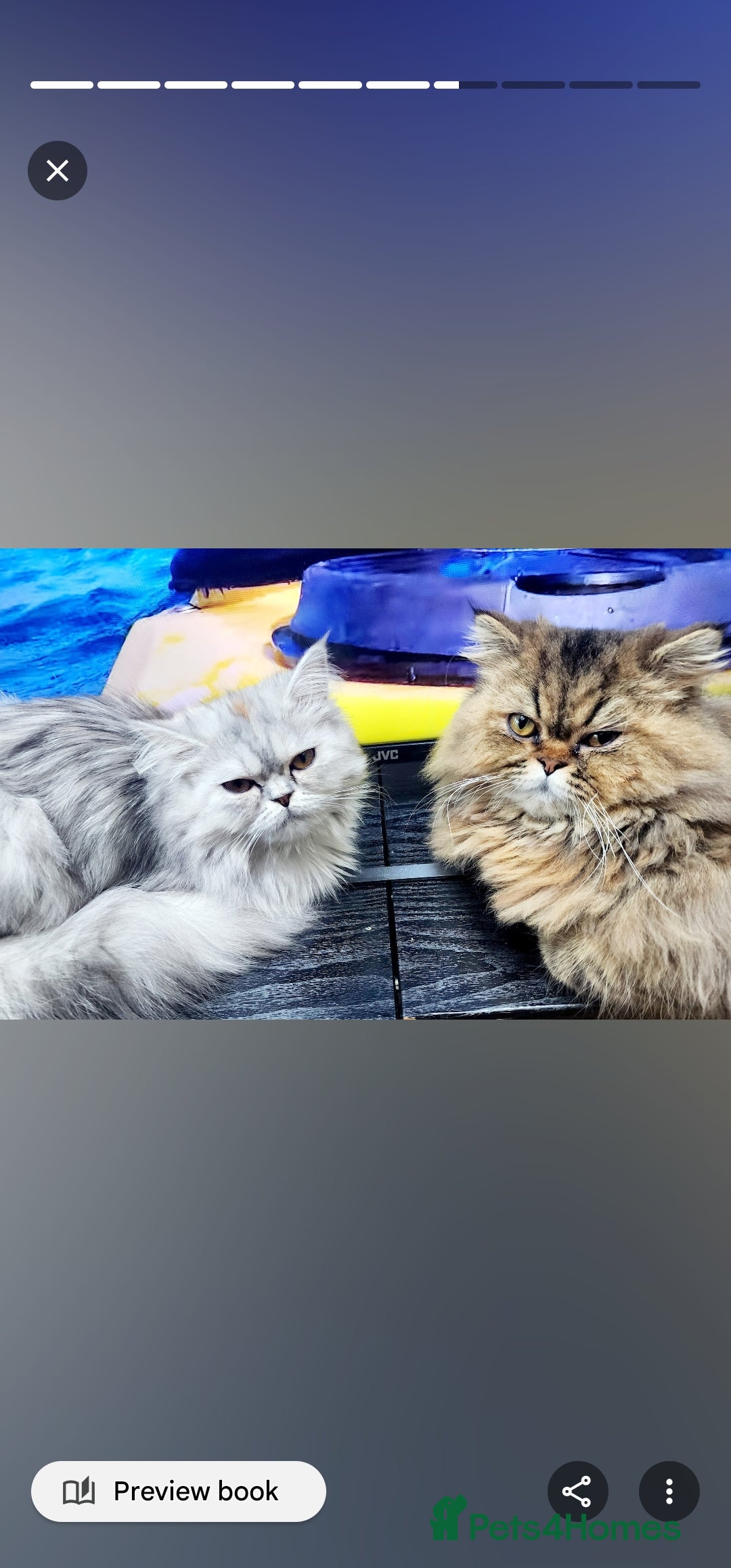 Persian cats for sale:  Chinchilla Persain looking for his forever home - Image 6