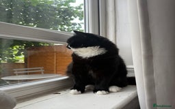 Ragdoll cats for sale: Mixed ragdoll  - Image 4