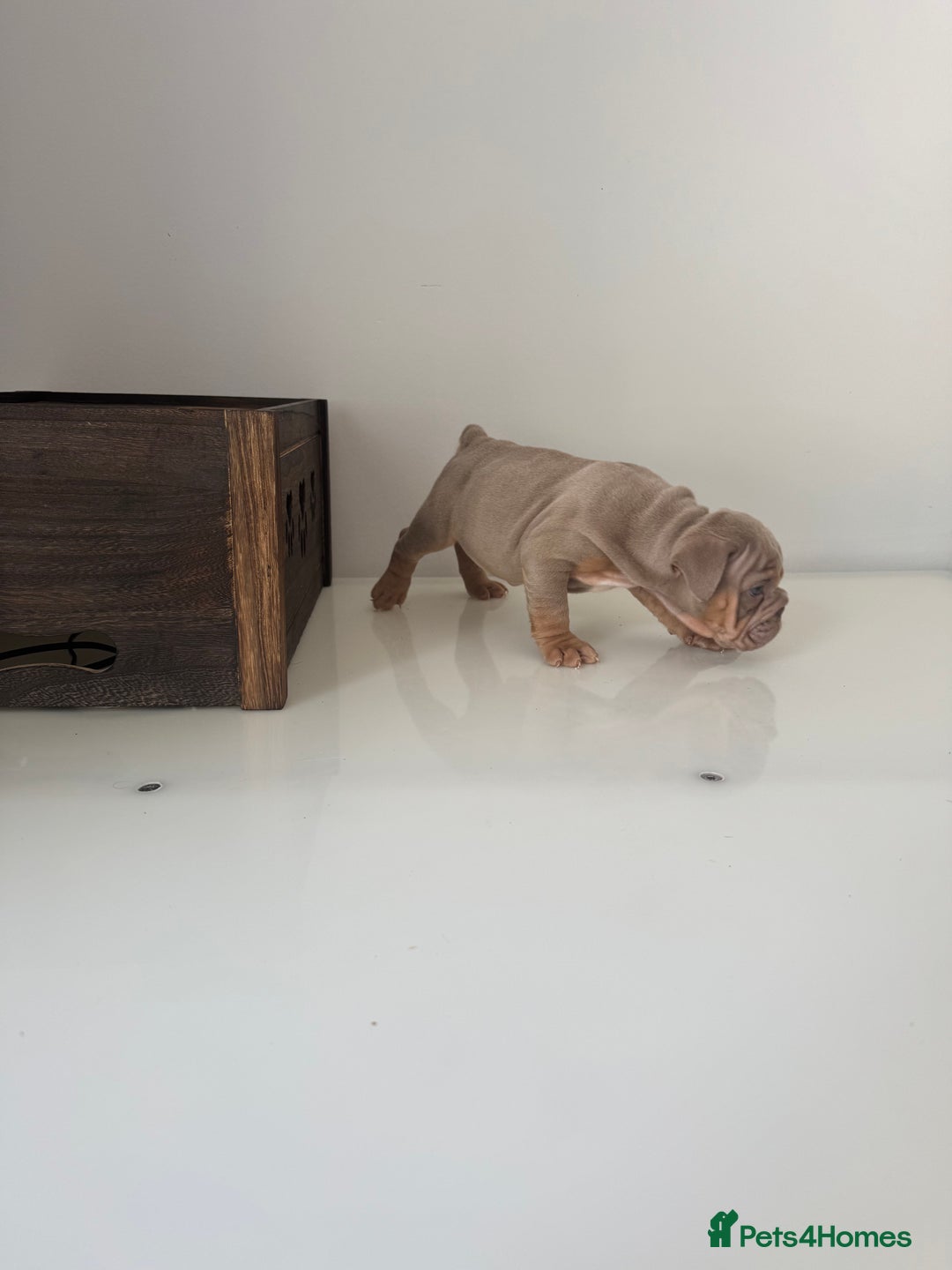 English Bulldog dogs for sale: 🏡 Ready to leave this Sunday 27.07.25 🏡 in Crawley - Image 9