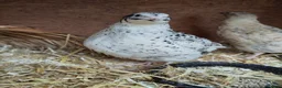 Quail poultry for sale: coturnix (Japanese) hatching eggs - Advert 4