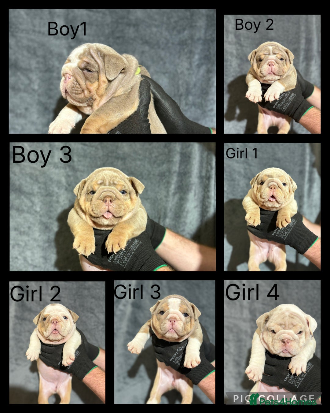English Bulldog dogs for sale: Mr muscles pup 7 weeks old ready to go 28th  - Image 17