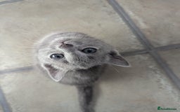 Russian Blue cats for sale: TICA Registered Affectionate Kittens - Image 16