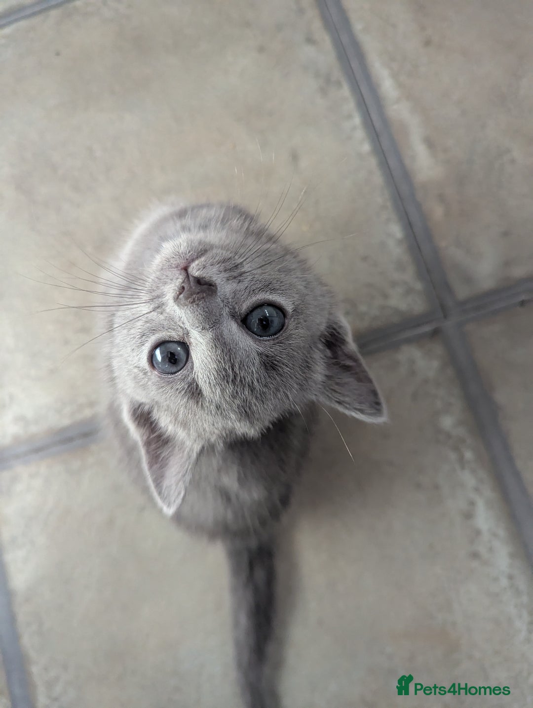 Russian Blue cats for sale: TICA Registered Affectionate Kittens - Image 16