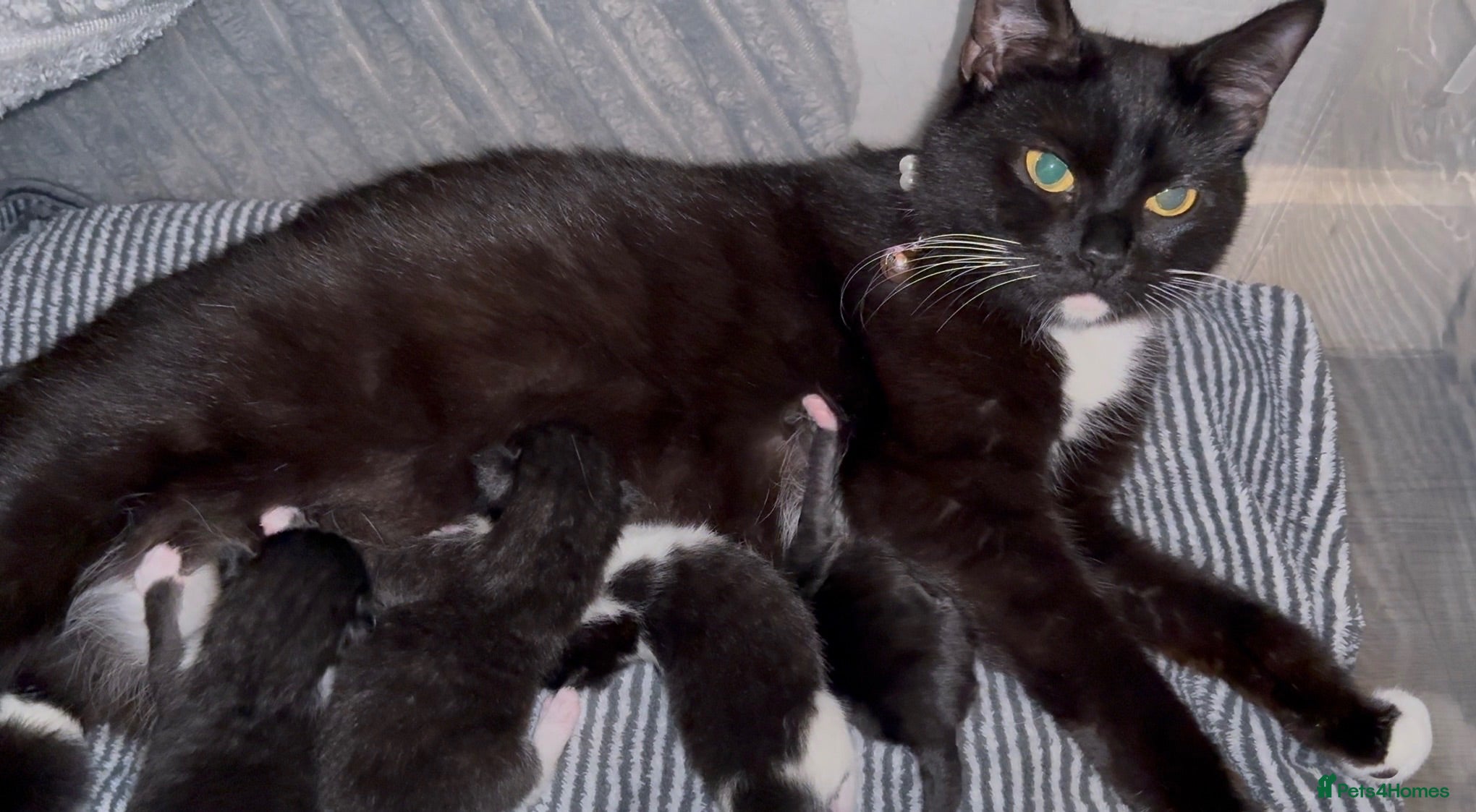 British Shorthair cats Black & white boy and girl kittens  - Advert 1