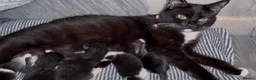 British Shorthair cats for sale: Black & white boy and girl kittens  - Advert 1