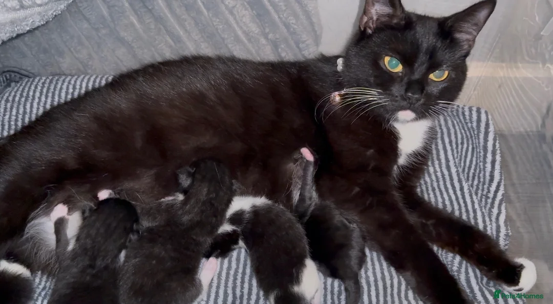 British Shorthair cats for sale: Black & white boy and girl kittens  - Advert 1