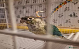 Conures birds for sale: 4 Month Old Turquoise Green Cheeked Conure - Advert 1