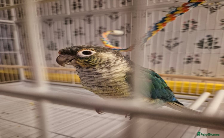 Conures birds 4 Month Old Turquoise Green Cheeked Conure - Advert 9