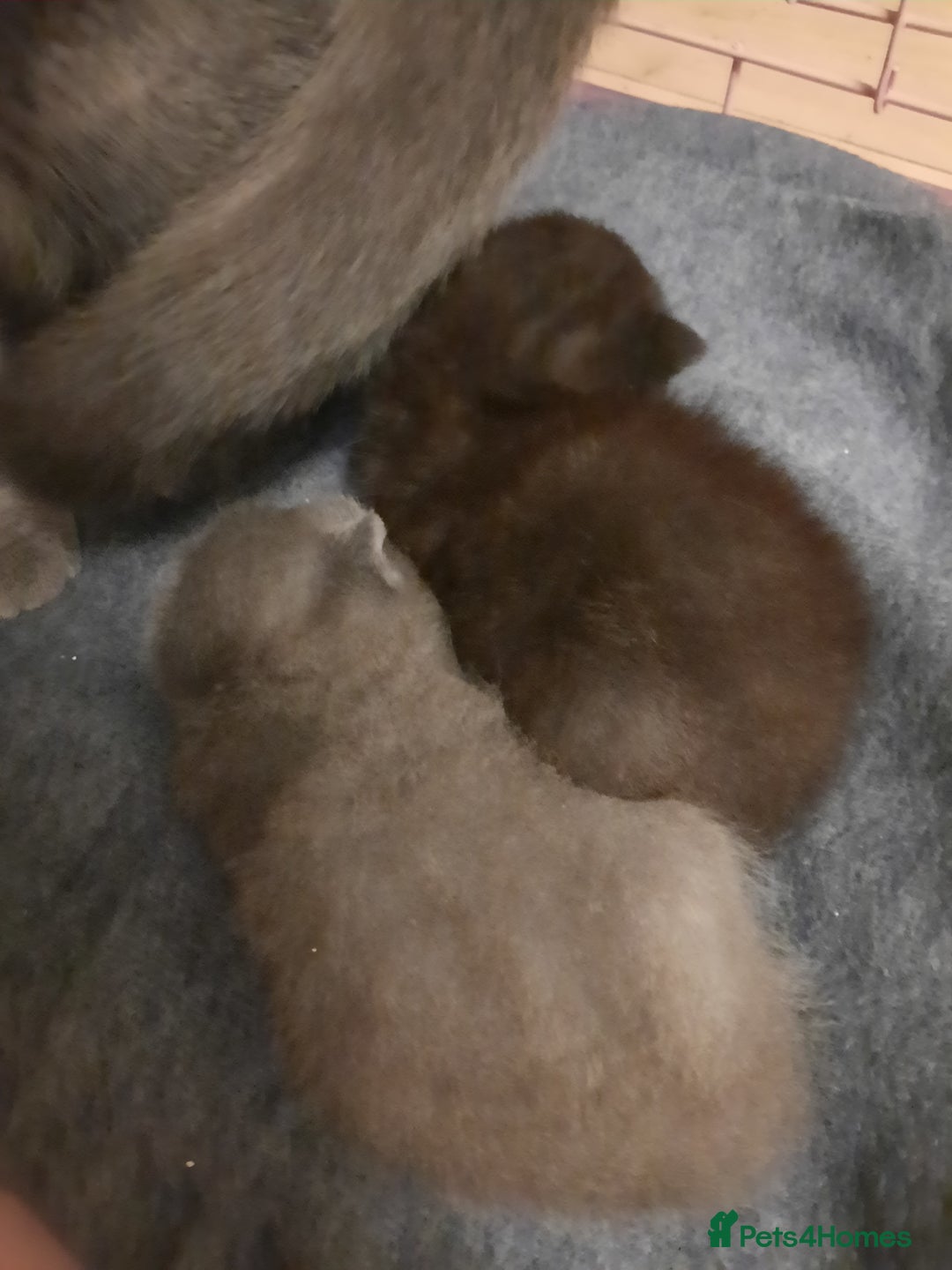 British Shorthair cats for sale: Little british shorthair kittens  - Image 4