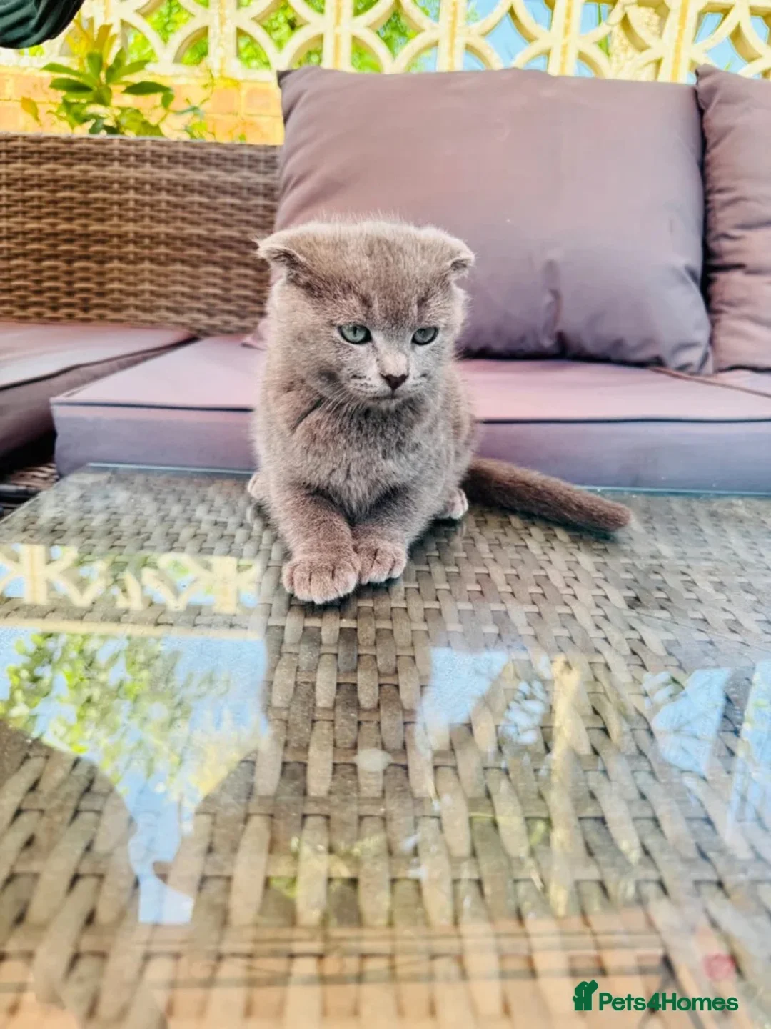 Scottish Fold cats for sale: ✨Kittens looking for forever home ✨ - Advert 39