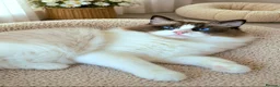 Ragdoll cats for sale: ✨ Exceptional Ragdolls,a distinguished lineage ✨ - Advert 14