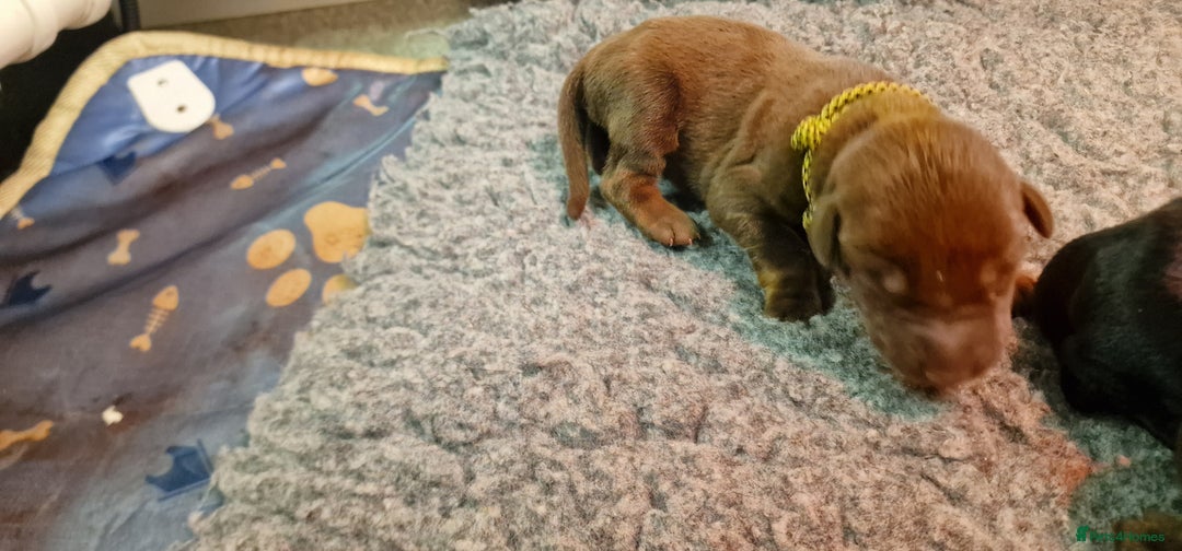 Dobermann dogs for sale: 3 Male Top Line Dobermans - Image 7