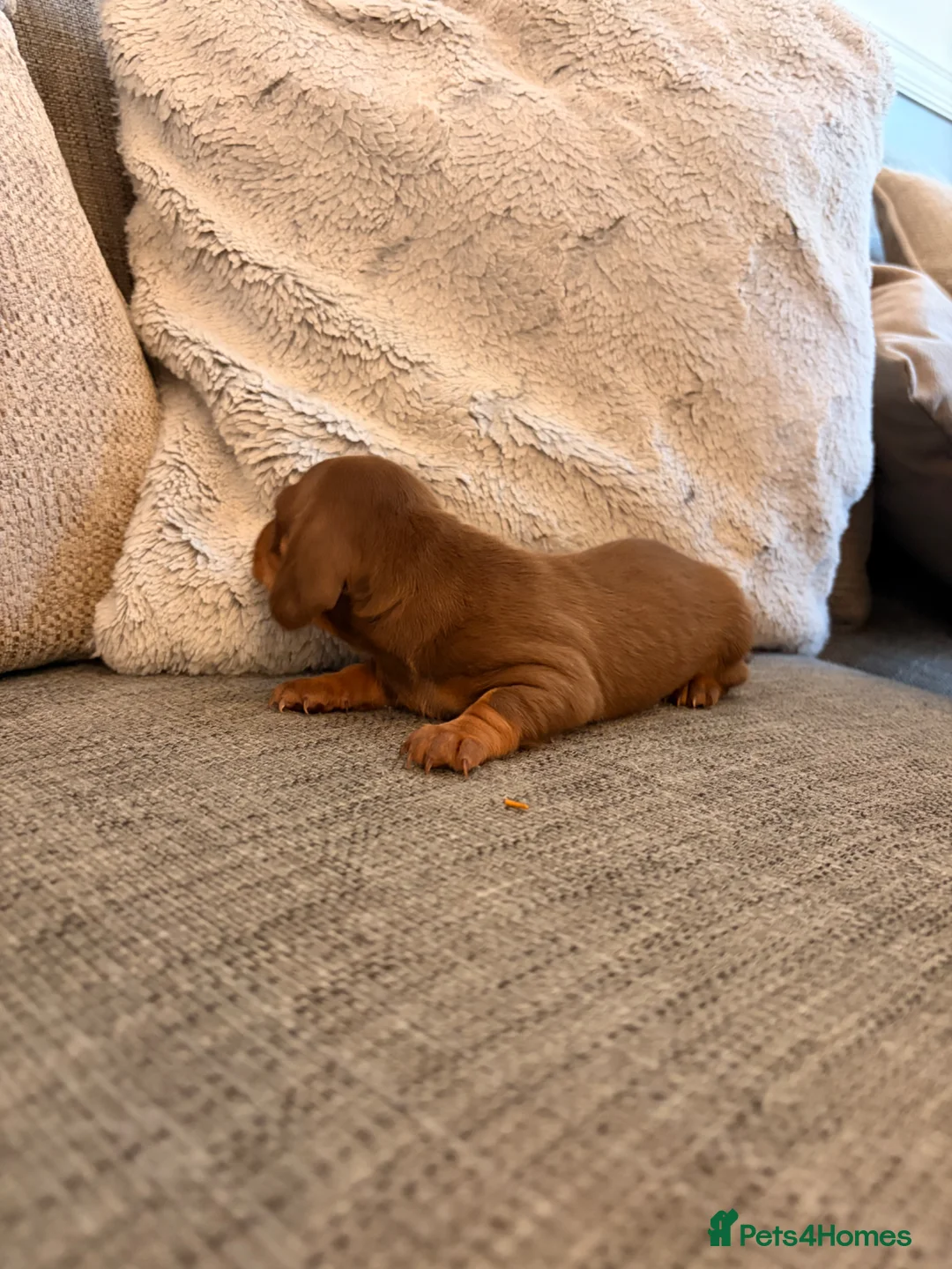 Miniature Dachshund dogs for sale: Beautiful miniature dachshund puppies in Saint Helens - Advert 7