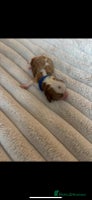 Cavalier King Charles Spaniel dogs - Advert 4