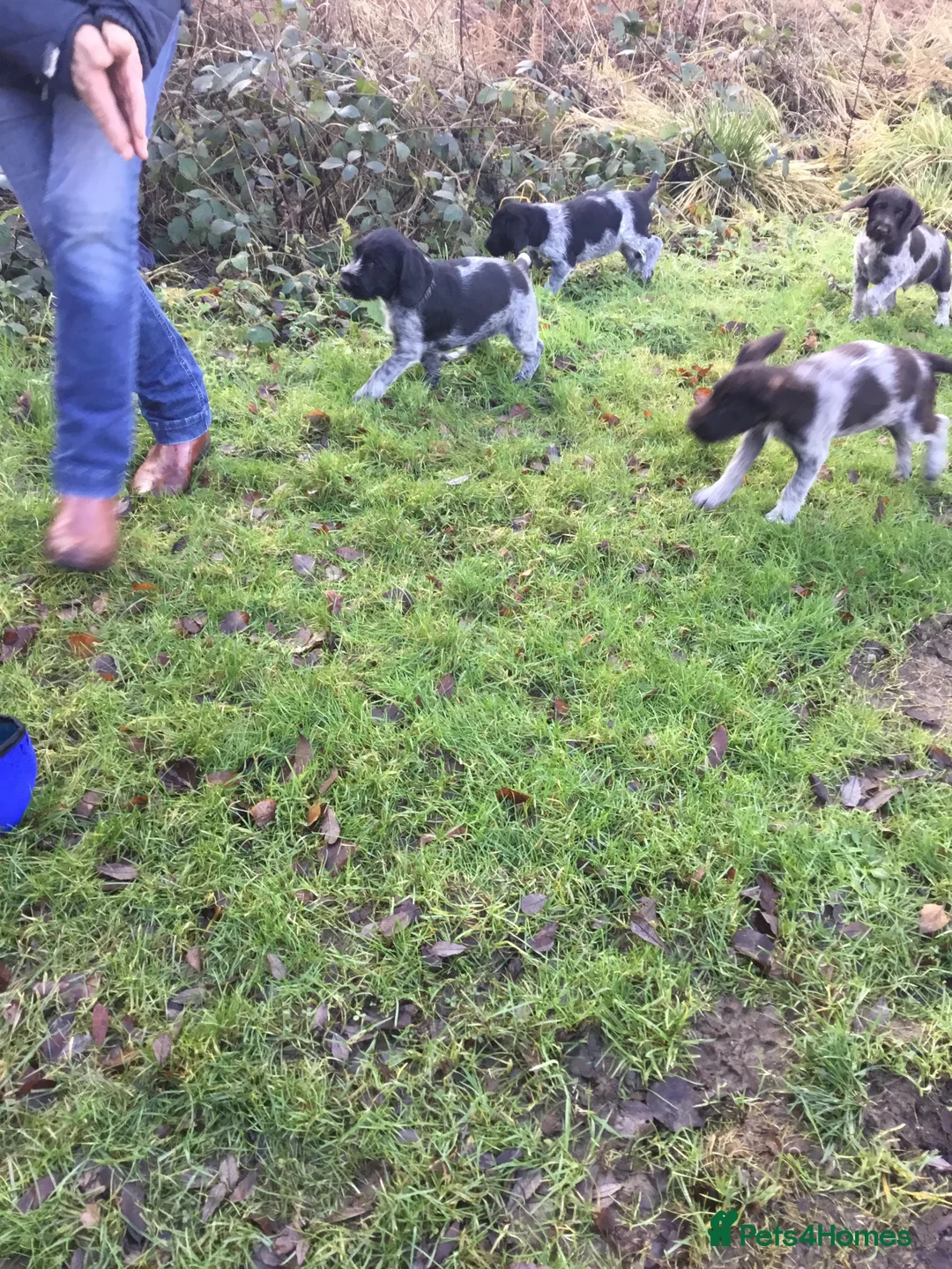 German Wirehaired Pointer dogs for sale: German wirehaired  pointer pups - Advert 5