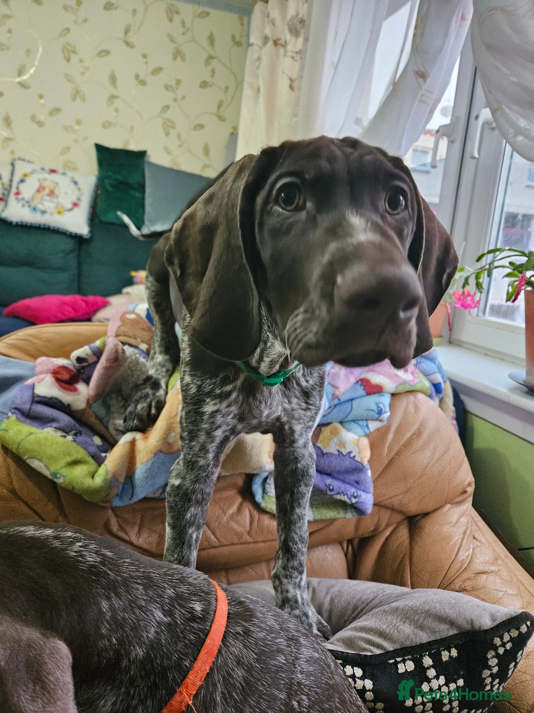 German Shorthaired Pointer dogs for sale: 3 GSP puppies for sale  - Advert 4