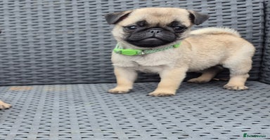 Pug dogs - Advert 2