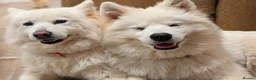 Samoyed dogs for sale: Samoyed Puppies for Sale - Advert 3