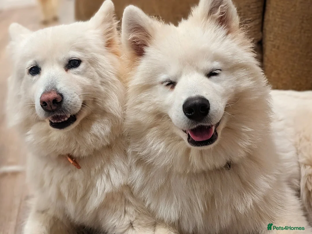 Samoyed dogs for sale: Samoyed Puppies for Sale - Advert 3