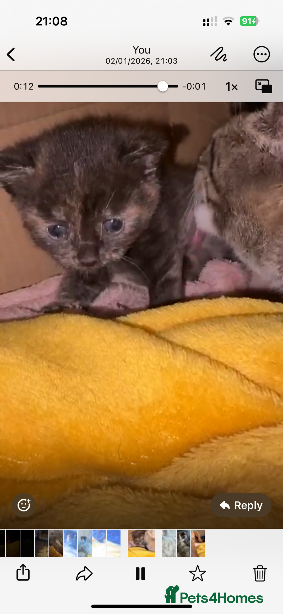 Mixed Breed cats for sale: 2 beautiful kittens  - Advert 5