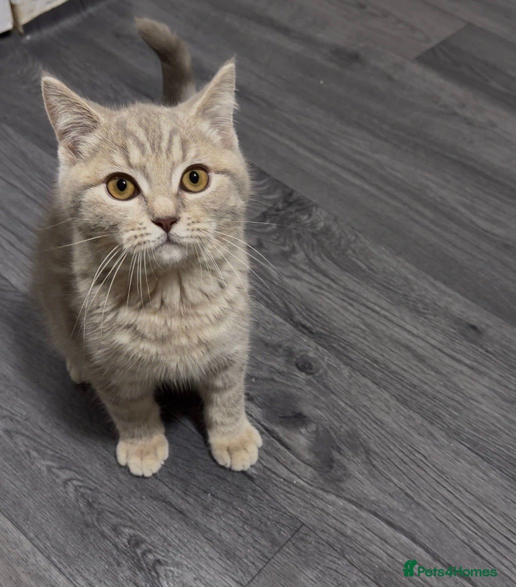 British Shorthair cats British short hair boys - Advert 2