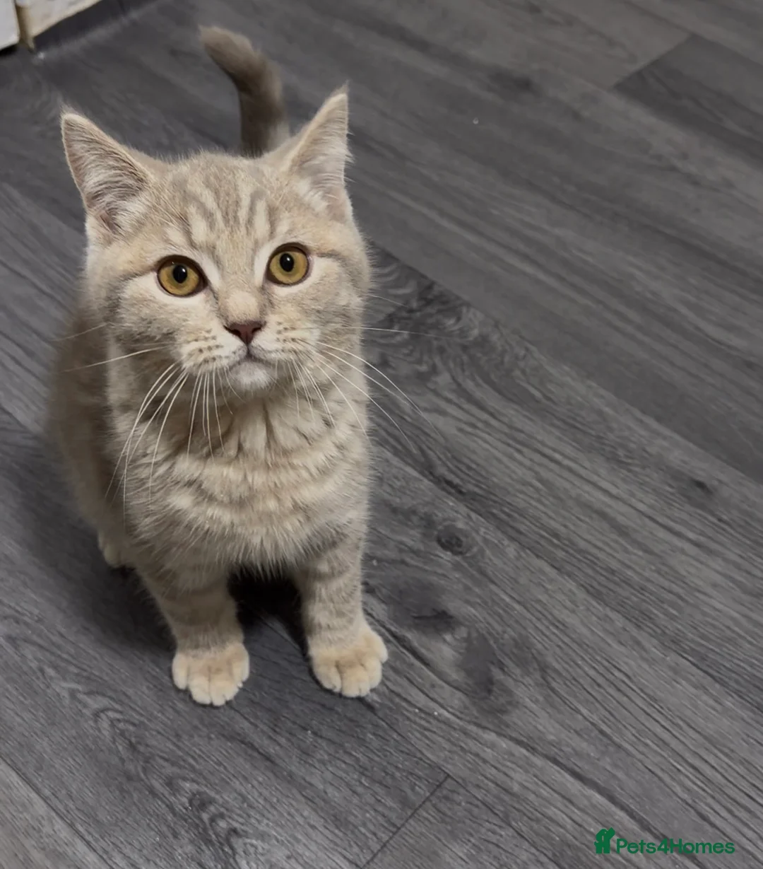 British Shorthair cats for sale: British short hair boys - Advert 1