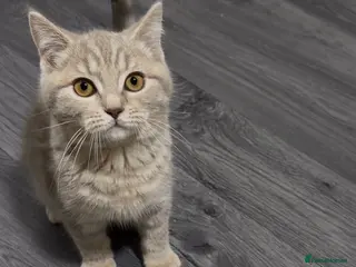 British Shorthair cats British short hair boys - Advert 2