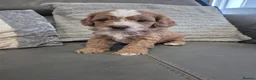 Cavapoo dogs for sale: F1 Cavapoo's  - Advert 3