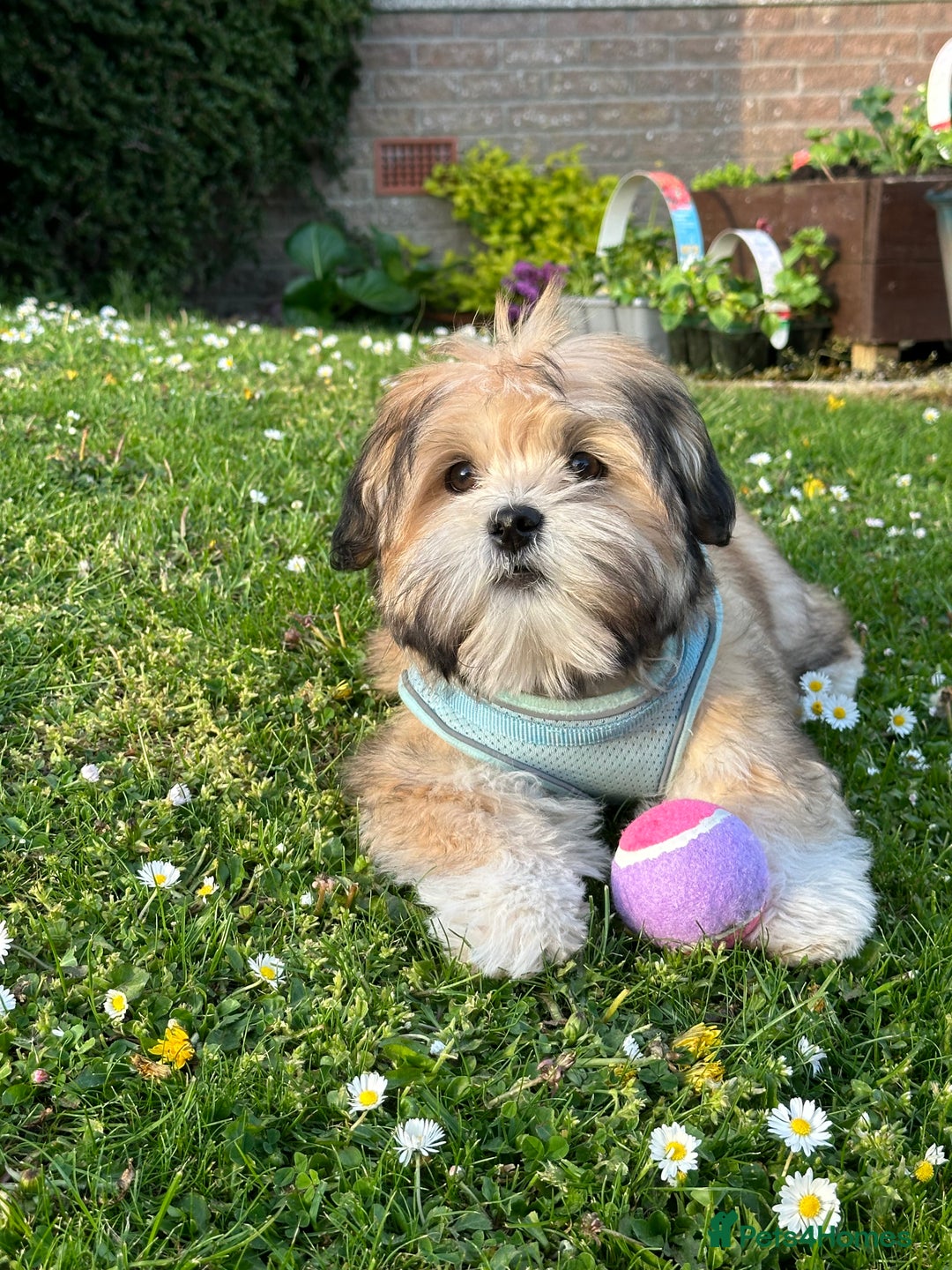 Lhasa Apso dogs for stud: KC Registered Lhasa Apso Stud - Advert 15
