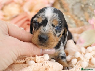 Miniature Dachshund dogs KC Miniature Dachshund Puppies - Advert 6