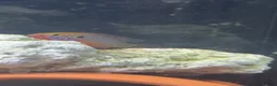 Cichlids fish for sale: Breeding pair neon jewel cichlids in Wigston - Advert 6