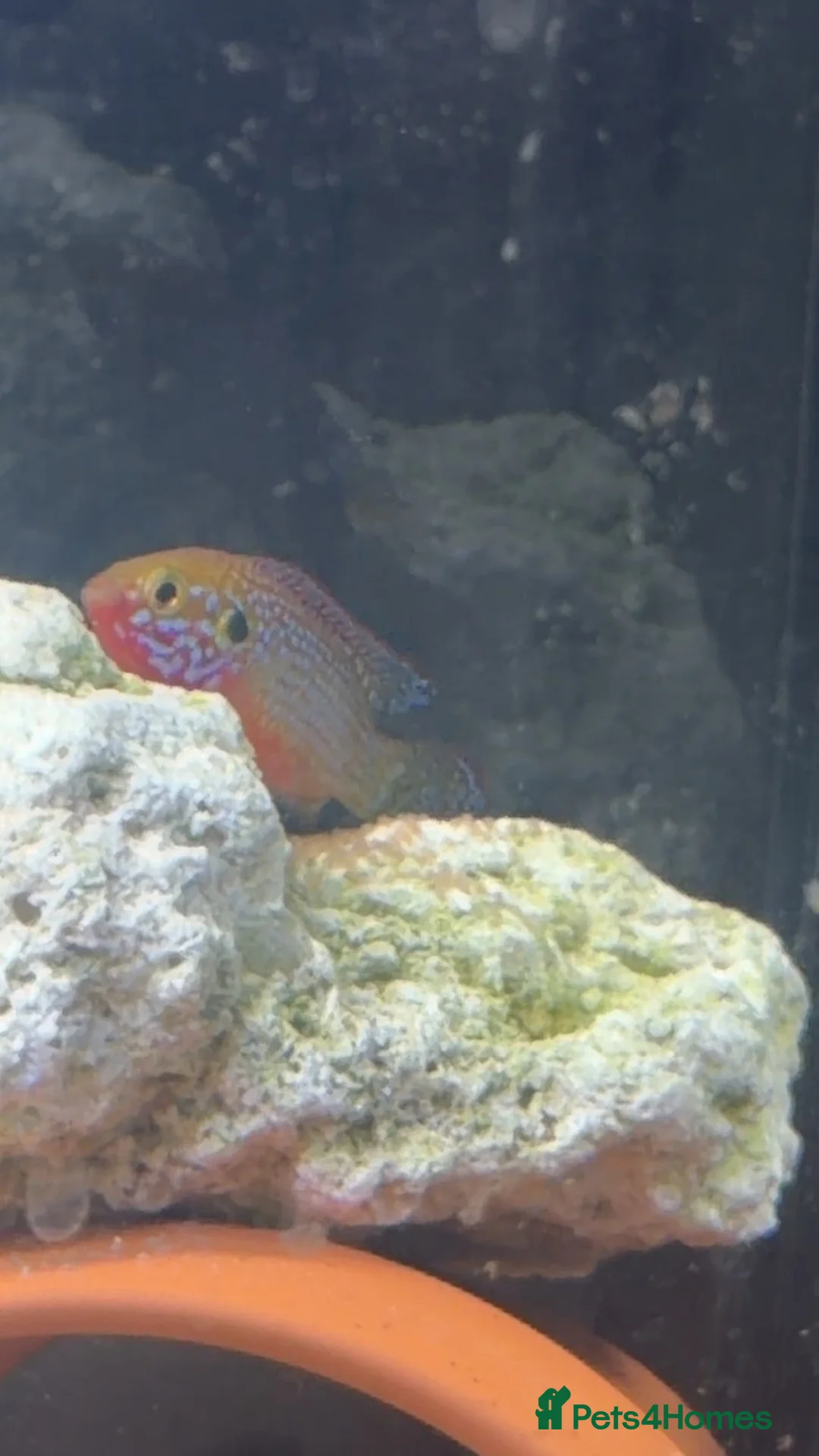 Cichlids fish for sale: Breeding pair neon jewel cichlids in Wigston - Advert 6