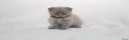 Scottish Fold cats for sale: Sottish Fold Beautiful kittens🐾 - £650 Each - Advert 8