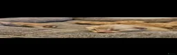 Bengal cats for sale: Snow mink bengals - Advert 8