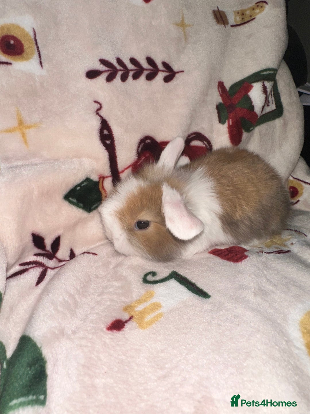 Mini Lop rabbits for sale: Adorable Baby Mini Lops Looking for Loving Homes - Advert 20
