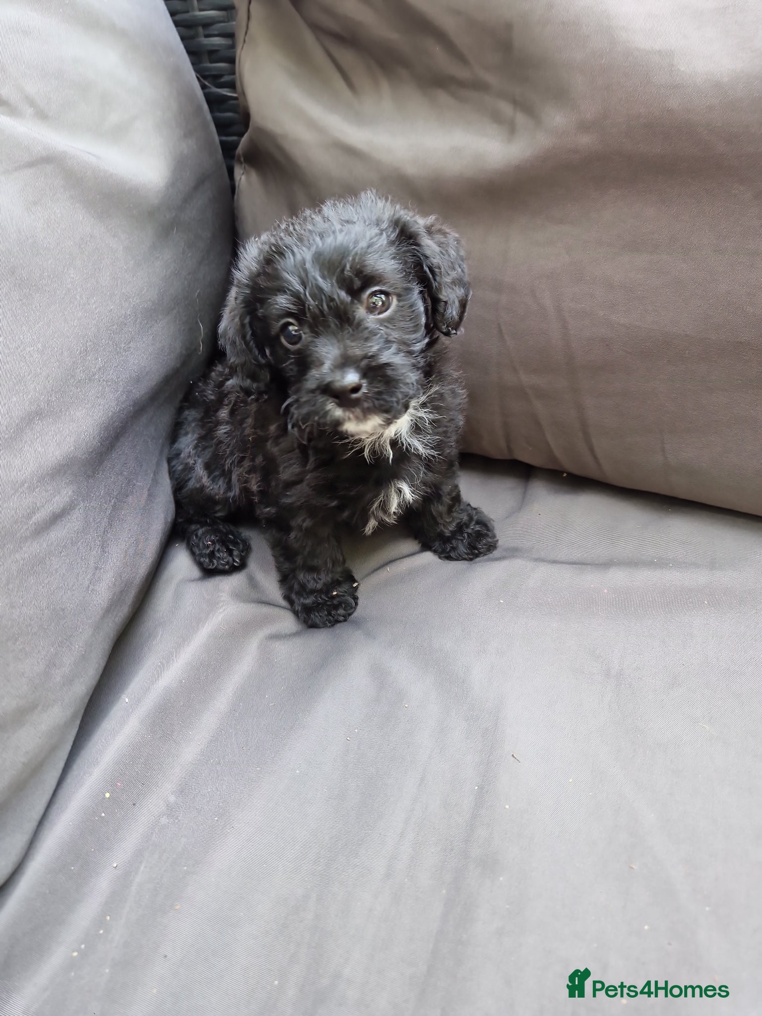 Mixed Breed dogs Miniature poodle cross Jorkie puppies for sale  - Advert 1