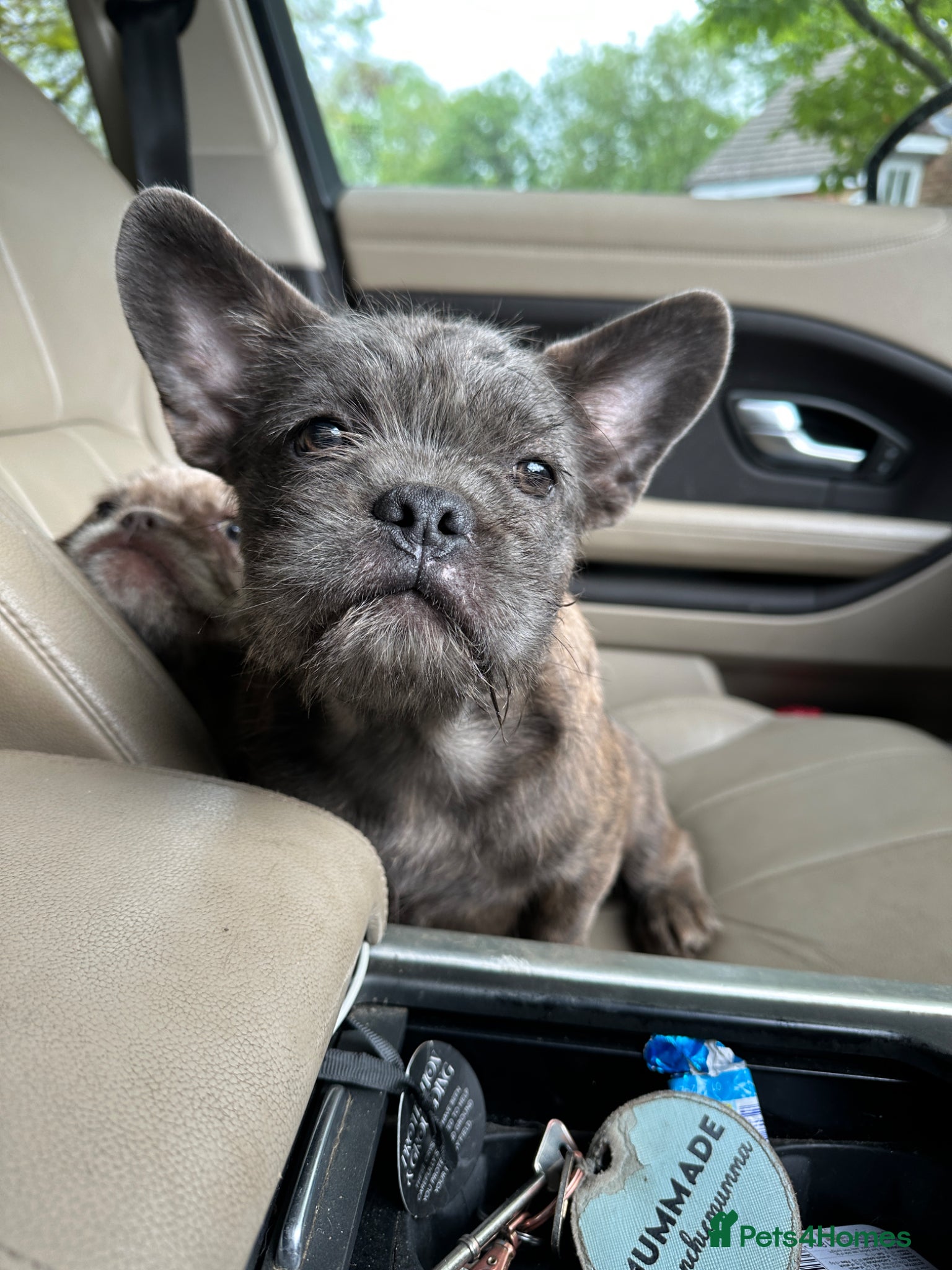 French Bulldog dogs for sale: Final reductions,last 3 micro frenchies. Ready now - Advert 5