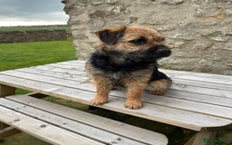 Border Terrier dogs for stud: Border terrier for Stud *SLEM clear* in Northallerton - Image 6
