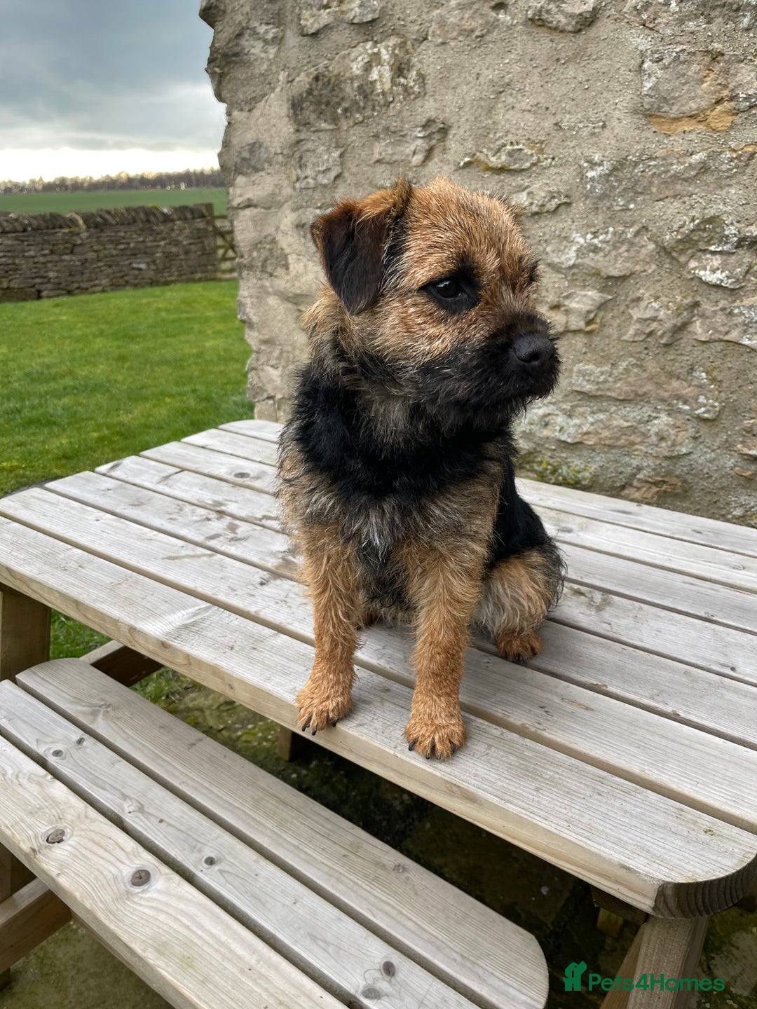 Border Terrier dogs for stud: Border terrier for Stud *SLEM clear* in Northallerton - Image 6