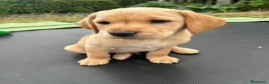 Labrador Retriever 3