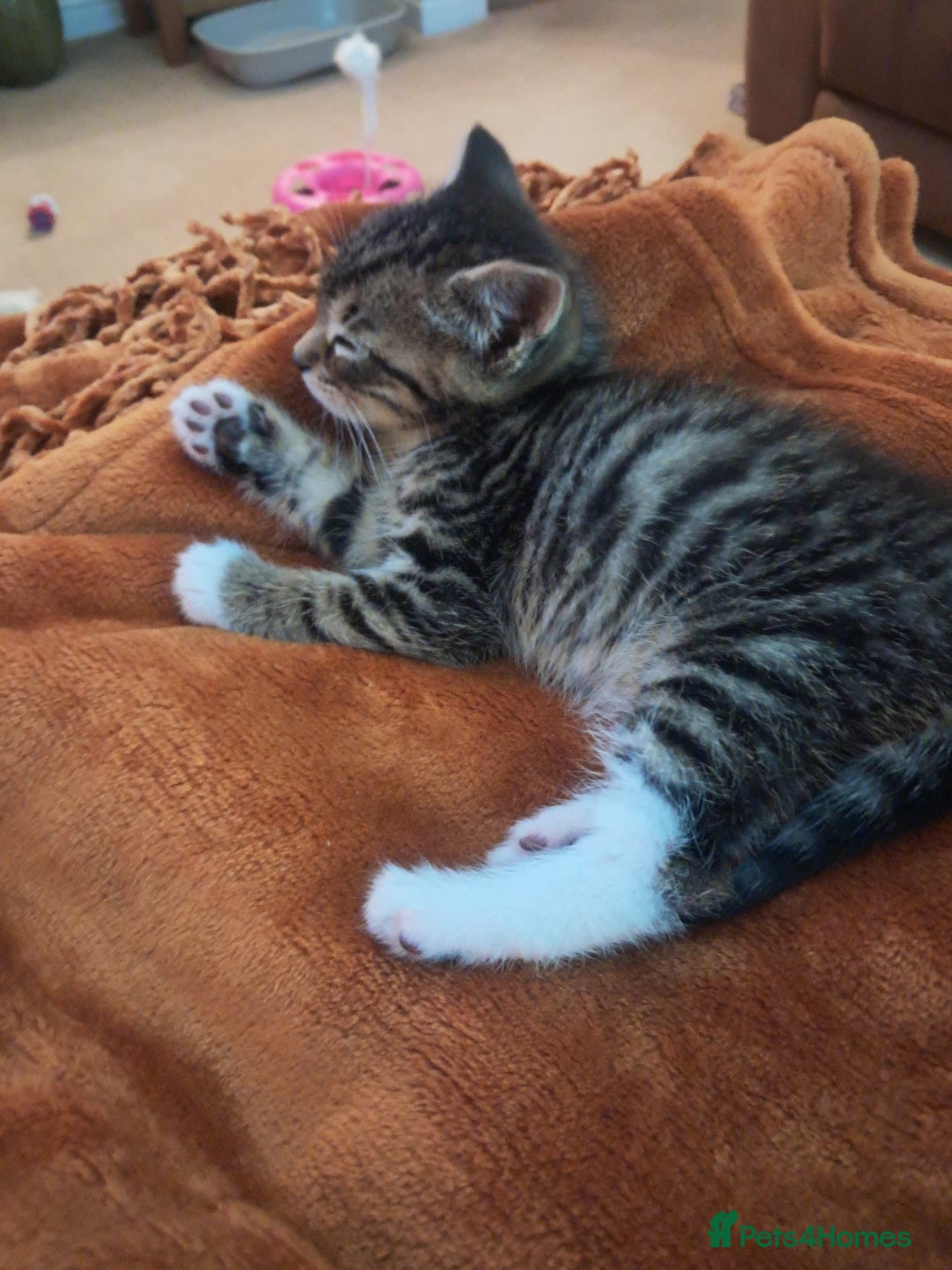 Mixed Breed cats for sale: 3 BEAUTIFUL KITTENS 😸 AVAILABLE STRAIGHT AWAY  - Advert 6