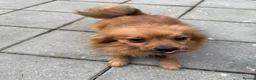 Pomchi dogs for sale: 5 yr old PomChi looking for new home :)  in London - Advert 3