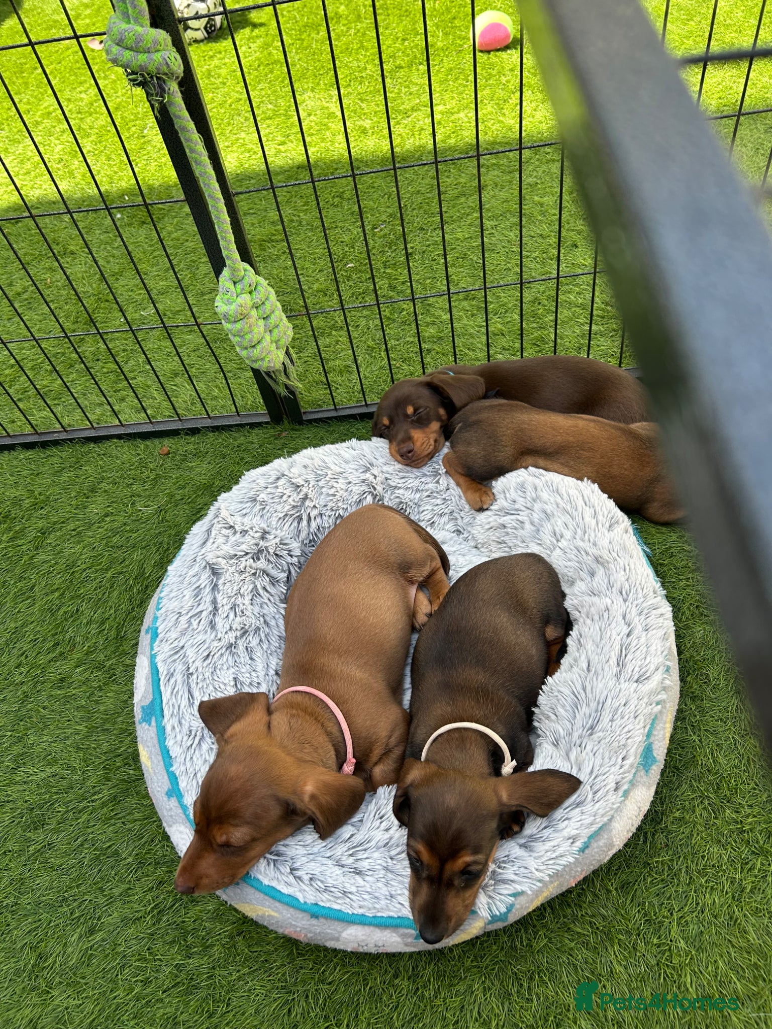 Miniature Dachshund dogs Miniature dachshunds - Advert 16